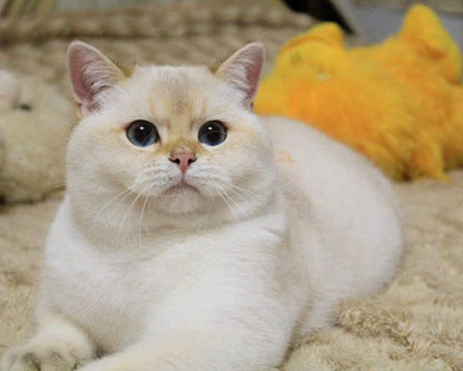 British Shorthair