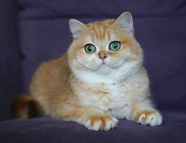 British Shorthair