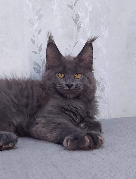 Maine Coon