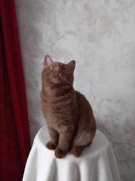 British Shorthair