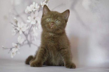 British Shorthair