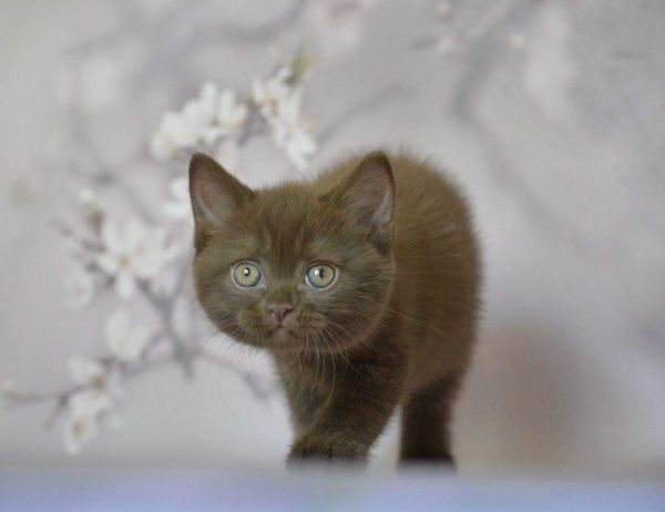 British Shorthair