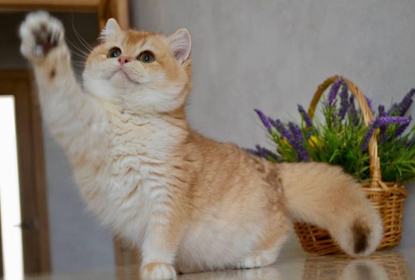 British Shorthair