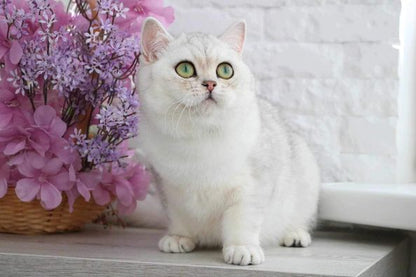 British Shorthair