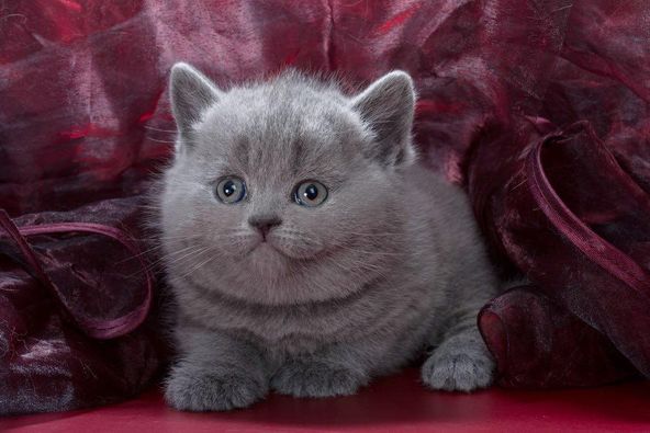 British Shorthair