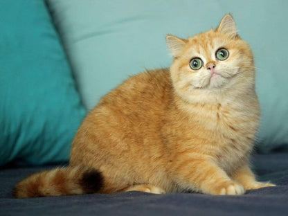 British Shorthair