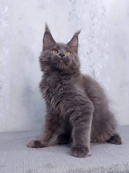 Maine Coon