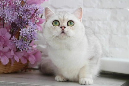 British Shorthair