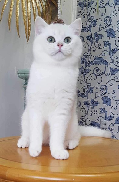 British Shorthair