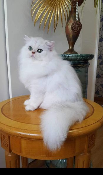 British Longhair