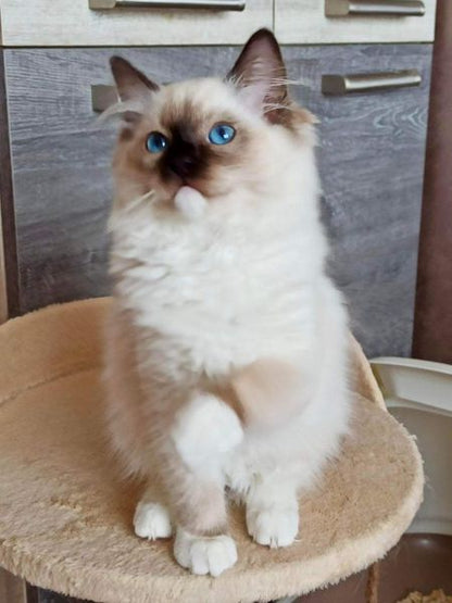 Ragdoll