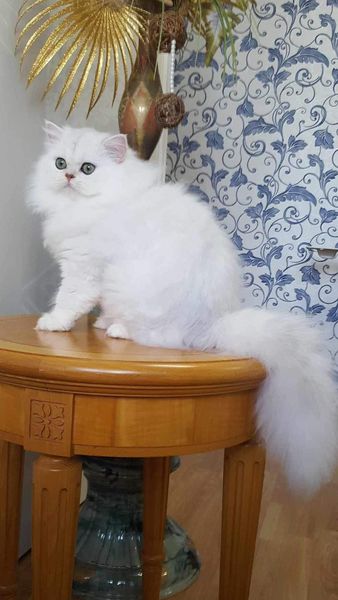 British Longhair