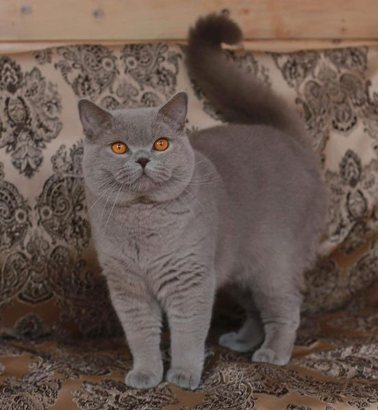 British Shorthair