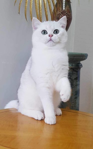 British Shorthair