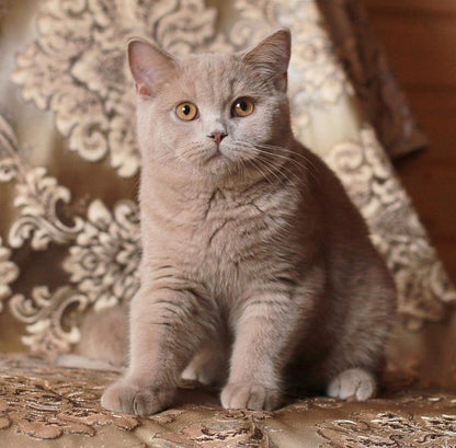 British Shorthair