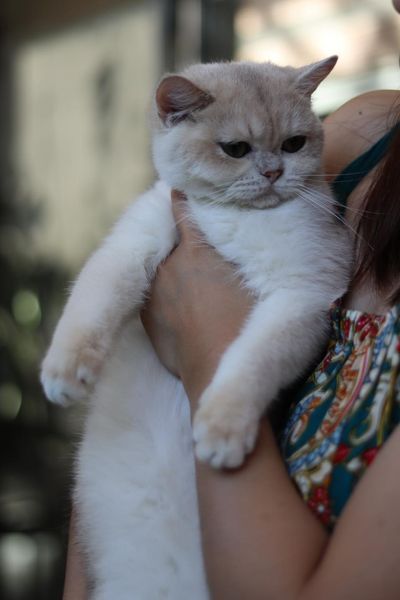 British Shorthair