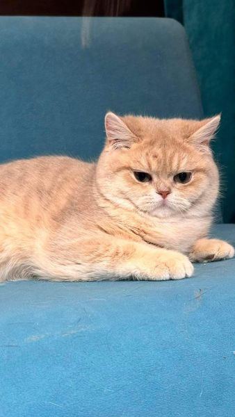 British Shorthair