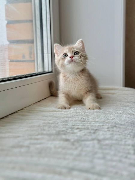 British Shorthair