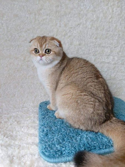 Scottish Fold