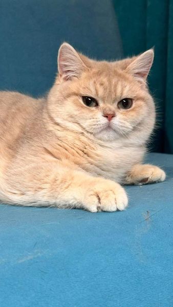 British Shorthair