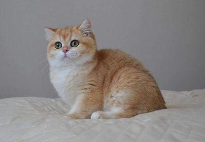 British Shorthair