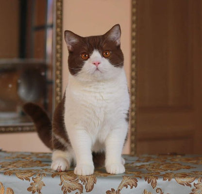 British Shorthair