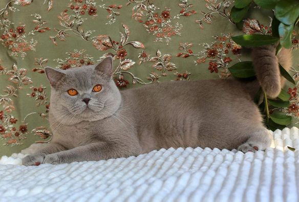 British Shorthair