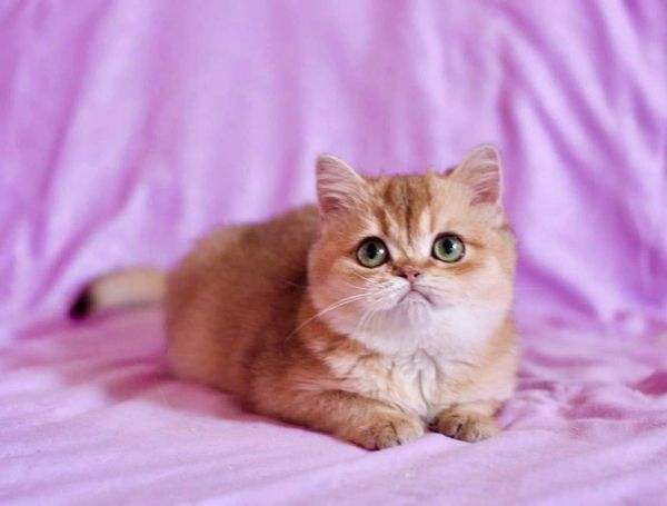 British Shorthair