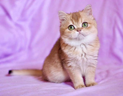 British Shorthair