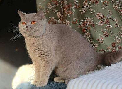 British Shorthair