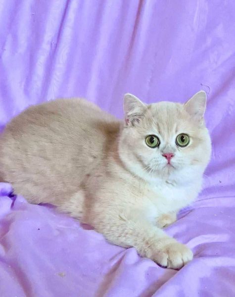 British Shorthair