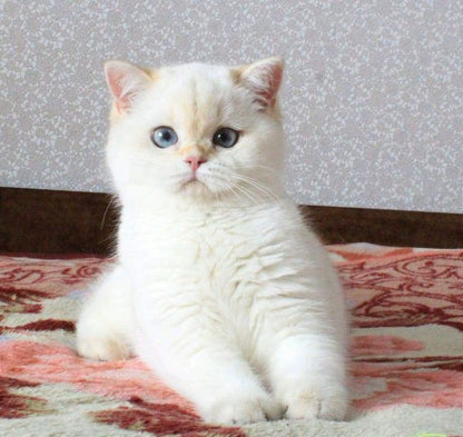 British Shorthair