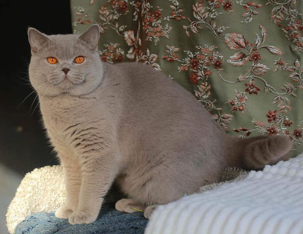 British Shorthair