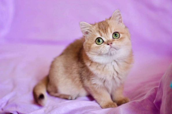 British Shorthair