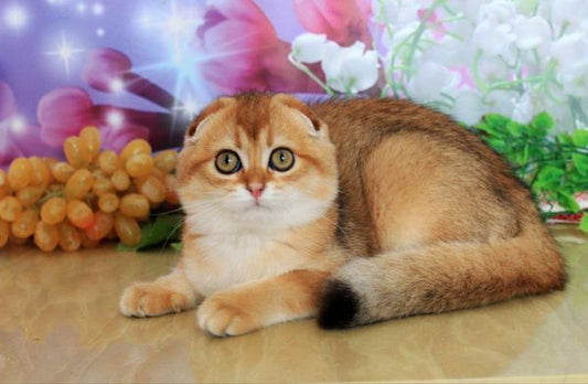 Scottish Fold