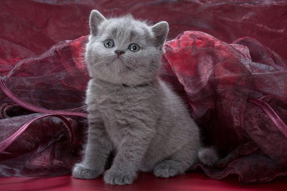 British Shorthair