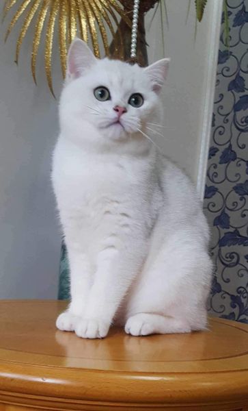 British Shorthair