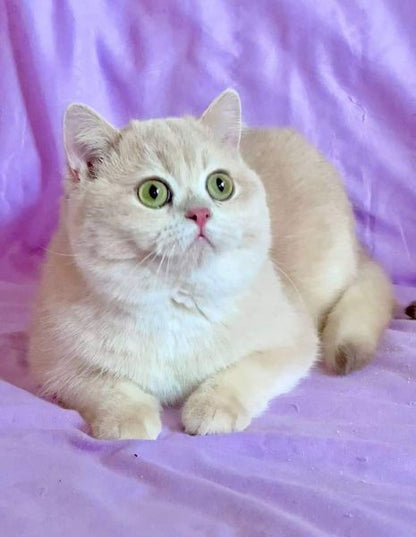 British Shorthair