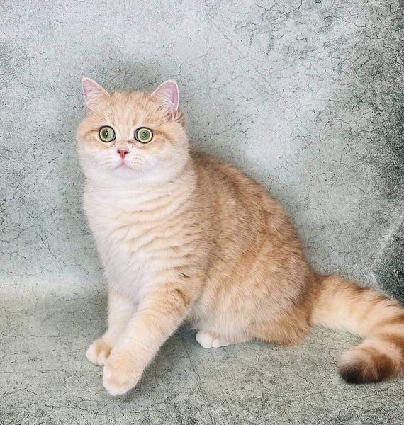 British Shorthair