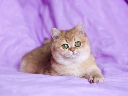 British Shorthair