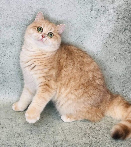 British Shorthair