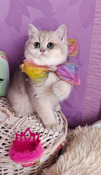 British Shorthair