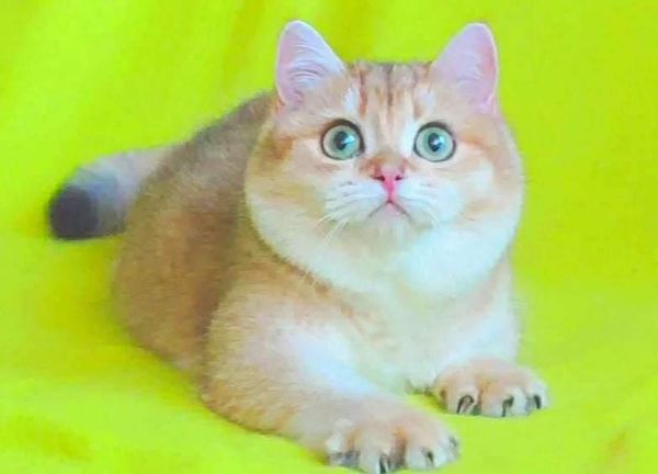 British Shorthair