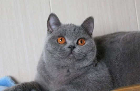 British Shorthair