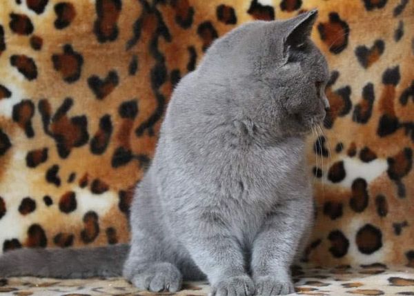 British Shorthair