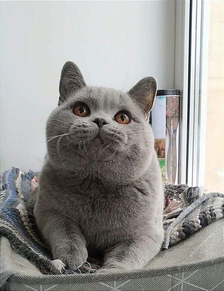 British Shorthair