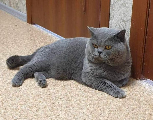 British Shorthair