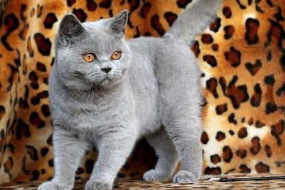 British Shorthair