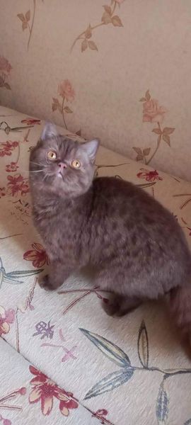 British Shorthair