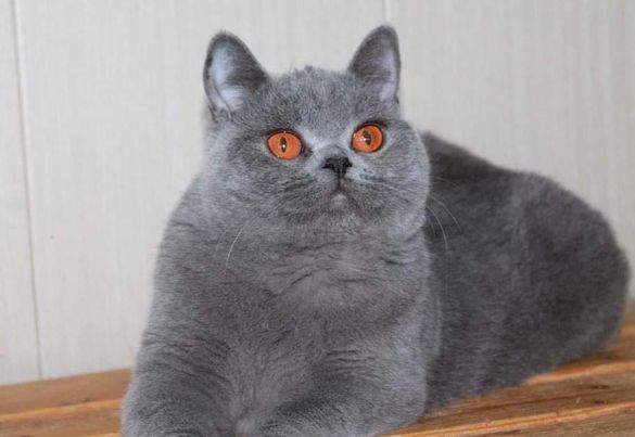 British Shorthair